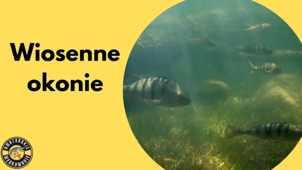 wiosenne okonie