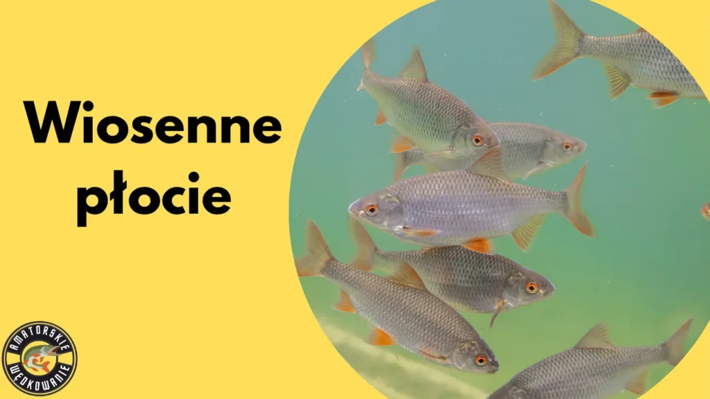wiosenne płocie