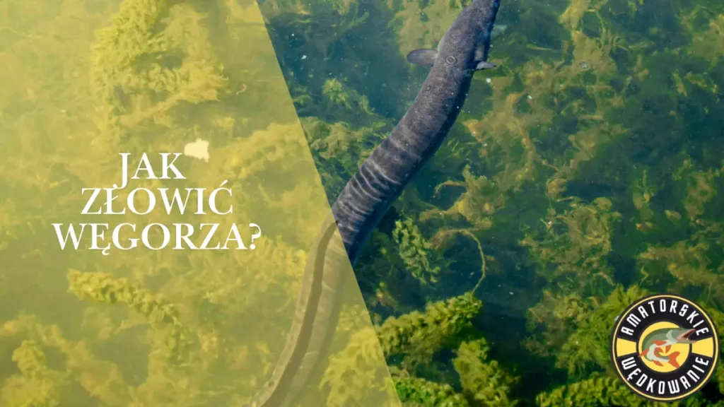 Jak złowić węgorza