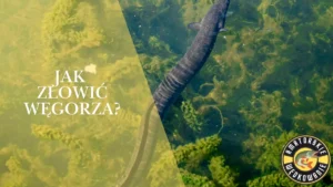 Jak złowić węgorza